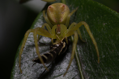Sidymella rubrosignata