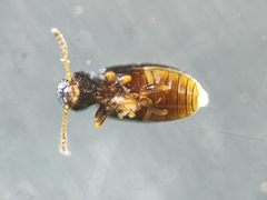 Coleoptera