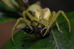 Sidymella rubrosignata