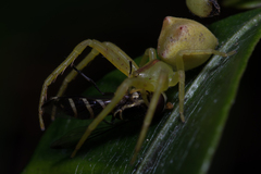 Sidymella rubrosignata