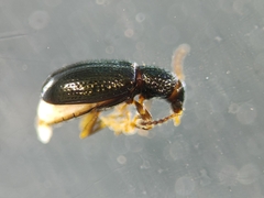 Coleoptera