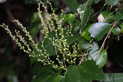 Dioscorea transversa