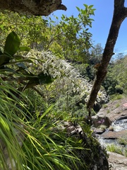 Dendrobium speciosum