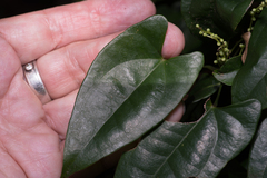 Dioscorea transversa