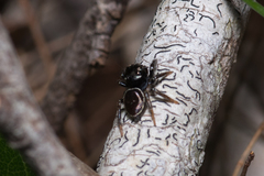 Zenodorus orbiculatus