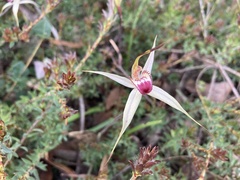 Caladenia valida