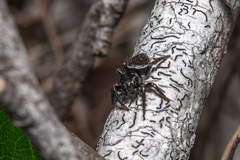 Zenodorus orbiculatus