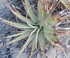 Deuterocohnia