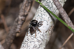 Zenodorus orbiculatus
