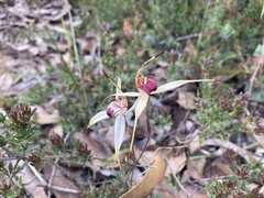 Caladenia valida
