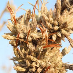 Tillandsia minutiflora