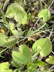 Centella cordifolia