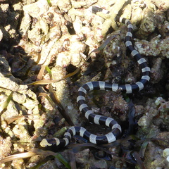 Laticauda saintgironsi