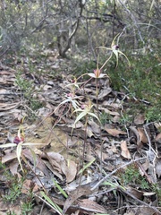Caladenia valida