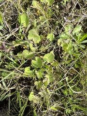 Centella cordifolia