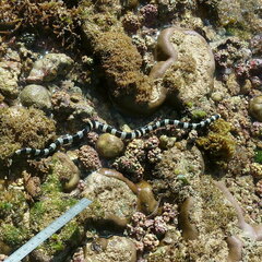 Laticauda saintgironsi