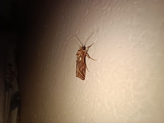 Insecta