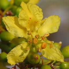 Parkinsonia