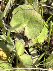 Centella cordifolia