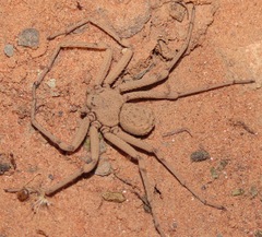 Sicarius boliviensis