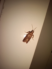 Insecta