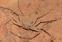 Sicarius boliviensis