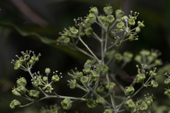 Astrotricha latifolia