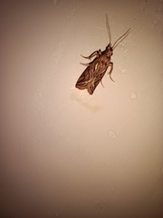 Insecta