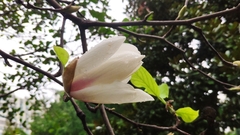 Magnolia denudata