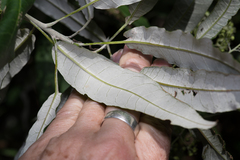 Astrotricha latifolia