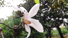 Magnolia denudata