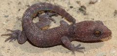 Homonota septentrionalis