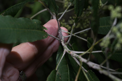 Astrotricha latifolia