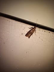 Insecta