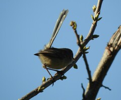 Malurus