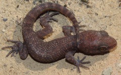 Homonota septentrionalis