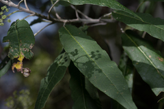 Astrotricha latifolia