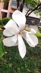 Magnolia denudata