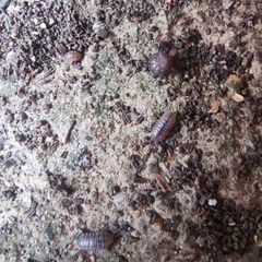 Armadillidium vulgare