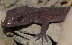 Homonota septentrionalis