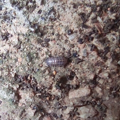 Armadillidium vulgare