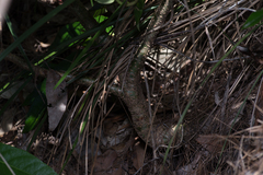 Astrotricha latifolia