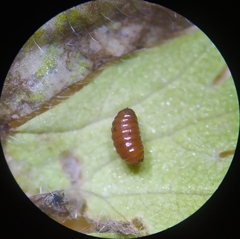 Agromyza nigrescens