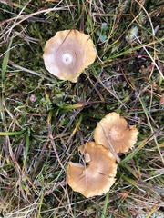Cystoderma