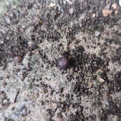 Armadillidium vulgare