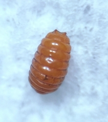 Agromyza nigrescens