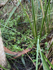 Hypericum tetrapetalum
