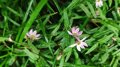 Lobelia chinensis