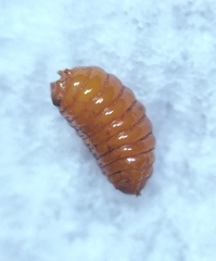 Agromyza nigrescens