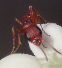 Pseudomyrmex denticollis